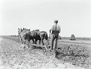 Poll photo collection. Report Noord-Holland. Three horses for a team in the Purmer. 1933. Noord-Holland, Purmer