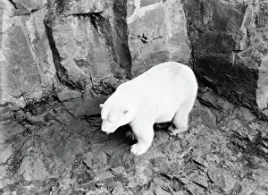 Polar Prints: Poll photo collection. Scotland - Edinburgh cityscape