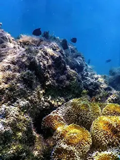 Corals Prints: Polyps of the coral, Underwater landscape reef, Blue underwater background