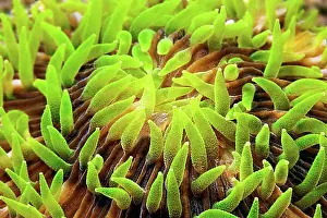 Oceans Prints: Polyps, Mushroom Coral (Fungiidae) (Fungia)