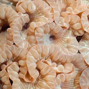 Coral Prints: Polyps of Organ Pipe Coral