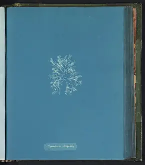 Polysiphonia elongella, Anna Atkins, c