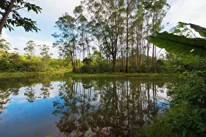 Pond Prints: Pond, Andasibe-Mantadia National Park, Madagascar, Africa