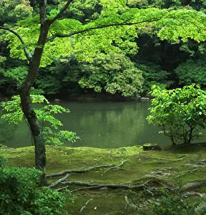 Tenacity Prints: Pond and tree on a mossy bank