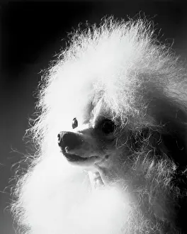 Adult Animal Prints: Poodle