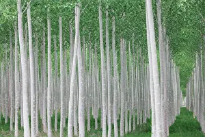 Woody Plant Prints: Poplar tree plantation, tree nursery growing tall straight trees with white bark in Oregon