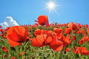 Poppy Prints: Poppies with sun in summer, Germany