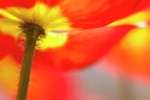 Poppy Prints: Poppy, Papaver, Close up of red coloured flower growing outdoor