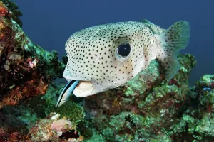 Giant Prints: A porcupine pufferfish (Diodon hystrix)