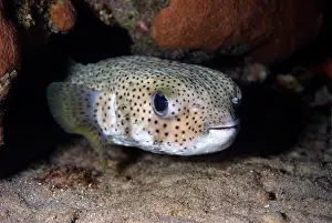 Porcupinefish on coral reef. Diodon hystrix. Curacao, Netherlands Antilles