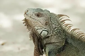 Chordate Prints: Portrait of an adult green iguana (Iguana iguana), Aruba, Netherlands