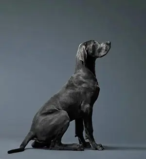 Sleek Prints: Portrait of big dog in profile