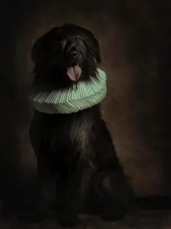 Giant Prints: Portrait of black fluffy giant schnauzer in white ruff looking at camera