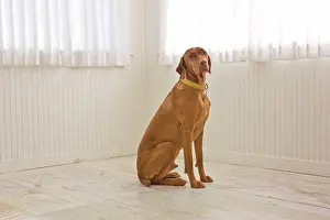Canines Prints: Portrait of a brown dog sitting inside a bare room