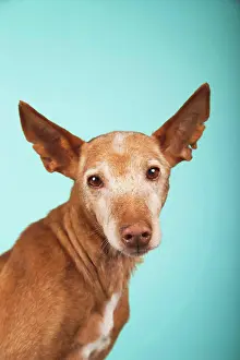 Lonely Prints: Portrait of brown podenco dog with sad look on blue background