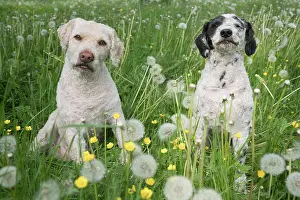 Canine Prints: Portrait cute dogs in spring field with dandelions - dogs