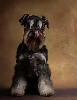 Attentive Prints: Portrait of cute schnauzer with tongue out licking nose and sitting in studio