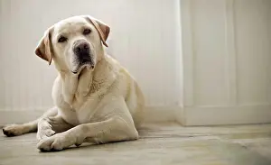Domestic Dogs Prints: Portrait of dog lying on floor