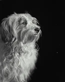 Fluffy Prints: Portrait of dog sitting in front of black backdrop