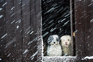 Snowing Prints: Portrait dogs watching snow from barn window