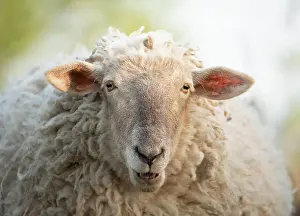 Lambs Prints: Portrait of a domestic sheep