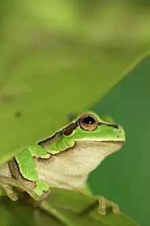 Afrasia Prints: Portrait of a female Tree frog Germany