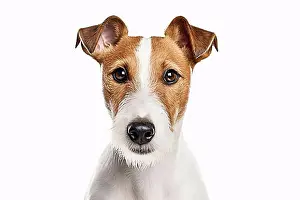 Domestic Dogs Prints: Portrait of Fox Terrier dog on white background. KI generiert, generiert AI generated