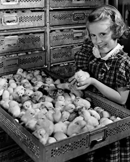 Farm Prints: Portrait of girl holding chick on farm