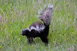 Threatening Prints: Portrait of Humboldt's Hog-nosed Skunk Chilean Patagonia