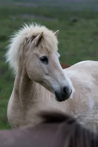 Icelandic Prints: Portrait of an Icelandic horse in a pasture near Borgarnes in western Iceland