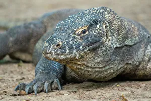 Komodo Dragon Prints: Portrait of a Komodo dragon (Varanus komodoensis) on Komodo Island
