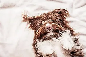 Animal Prints: Portrait of a lying brown mixed-breed dog