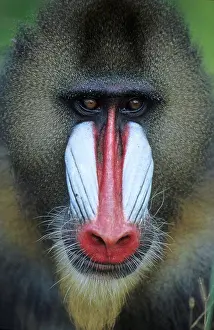 Front Views Prints: Portrait of a male Mandrill Gabon