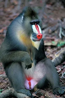 Afrasia Prints: Portrait of male Mandrill sat Gabon