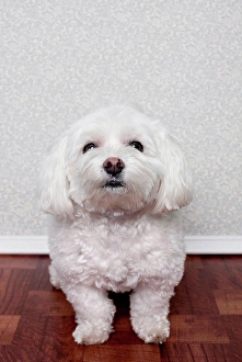 Looking Ahead Prints: Portrait of a maltese dog