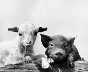 Lamb Prints: Portrait of a pig and a lamb leaning on wood