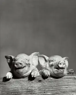 Grinning Prints: Portrait of two pigs