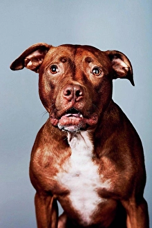 Terrier Prints: Portrait of a pitbull