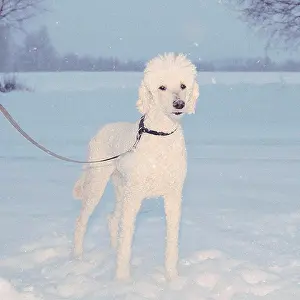 White Color Prints: Portrait of poodle standing in snowy field