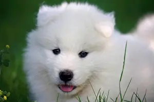Tame Animal Prints: Portrait of a Pup Samoyèdes in a garden