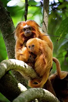 Tropical Prints: Portrait of rare monkey Golden Lion Tamarin in a green background
