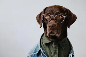 Joke Prints: Portrait retriever in a shirt and denim jacket with glasses