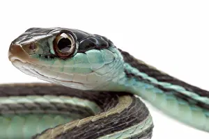 Actions Prints: Portrait of Ribbonsnake on white background