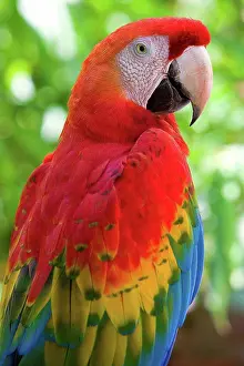 Lonely Prints: Portrait of a Scarlet Macaw French Guiana