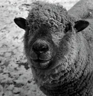 Livestock Prints: Portrait of sheep