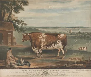 Agronomy Prints: Portrait Short Horned Bull Patriot Print William Ward