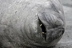 Front Views Prints: Portrait of a Southern Elephant seal asleep South Georgia