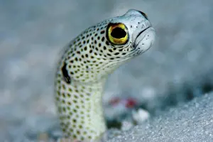 Underwater Prints: Portrait of a Spotted Garden Eel, Heteroconger hassi, The Maldives