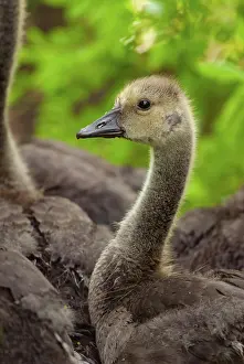 Waterfowl Prints: Portrait of a 'teenage' Canada Goose gosling