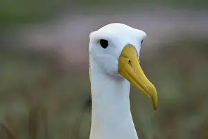 Ecuador Prints: Portrait of a waved albatross (Phoebastria irrorata) on Hood Island (Espanola Island) in the Galapagos Islands